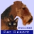 Countryside Pet Resort